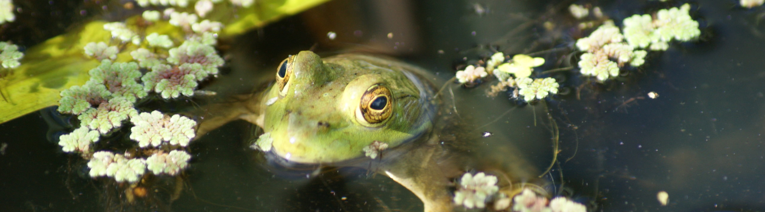 A toad floats in the Wetlands at Hudson Gardens.