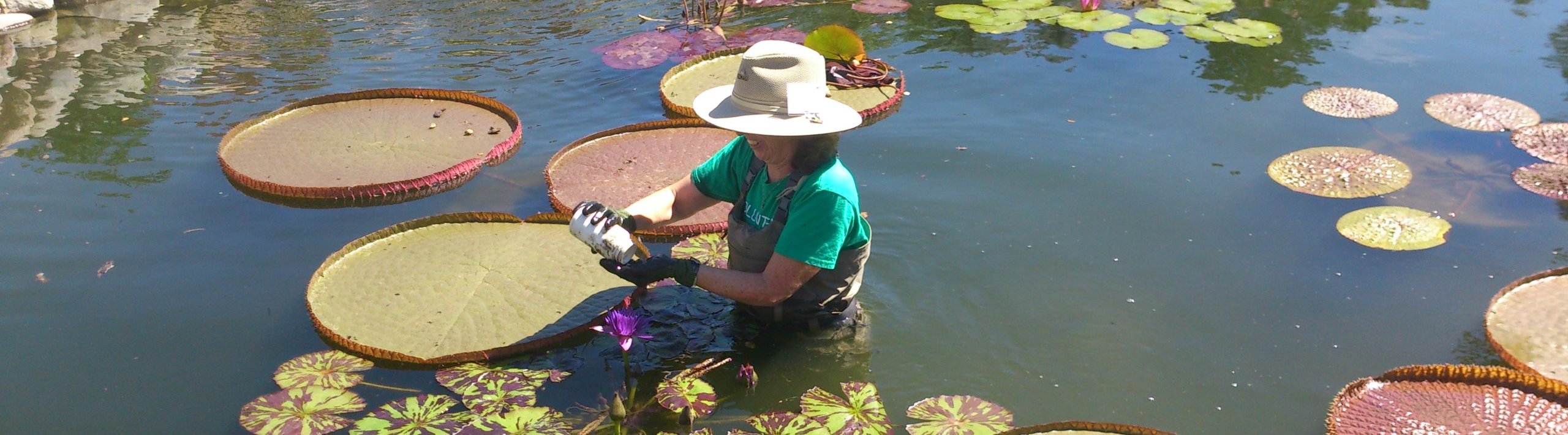 A volunteer water gardener applying fertilizer to a water lilly.