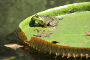 A toad sits on a Victoria Water Lilly at Hudson Gardens.