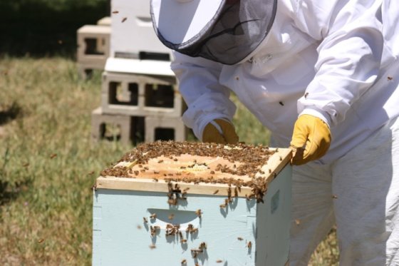 A beekeeper inspects his honey bee hive.
