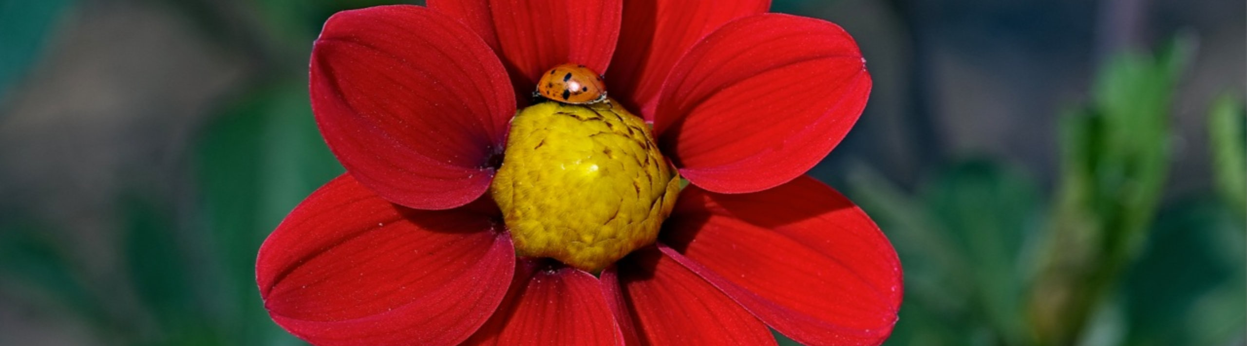 A ladybug crawling on a red flower.