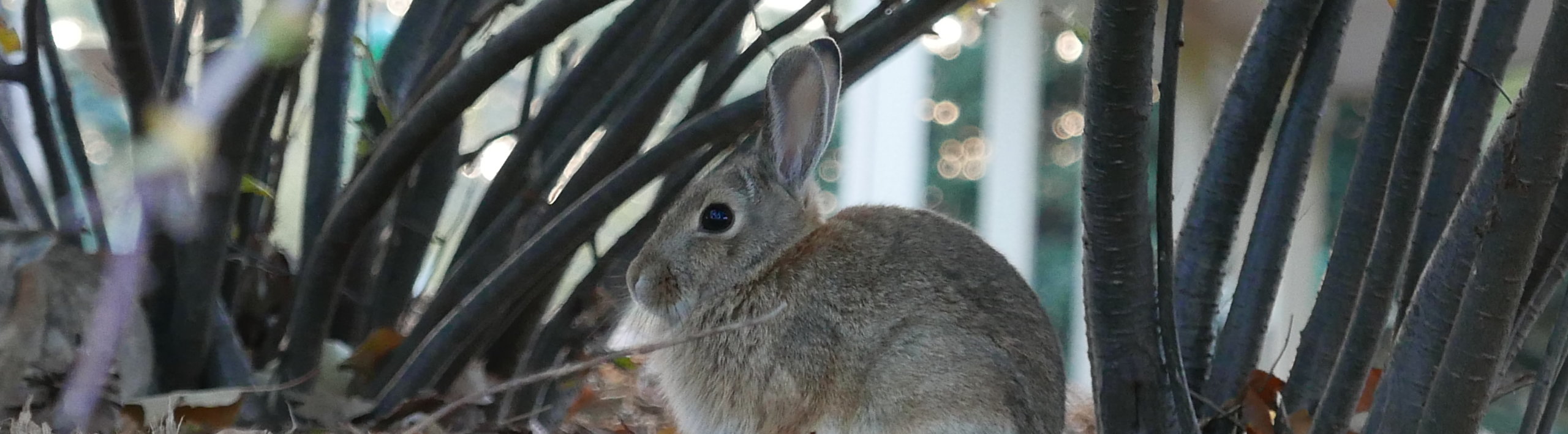 A rabbit
