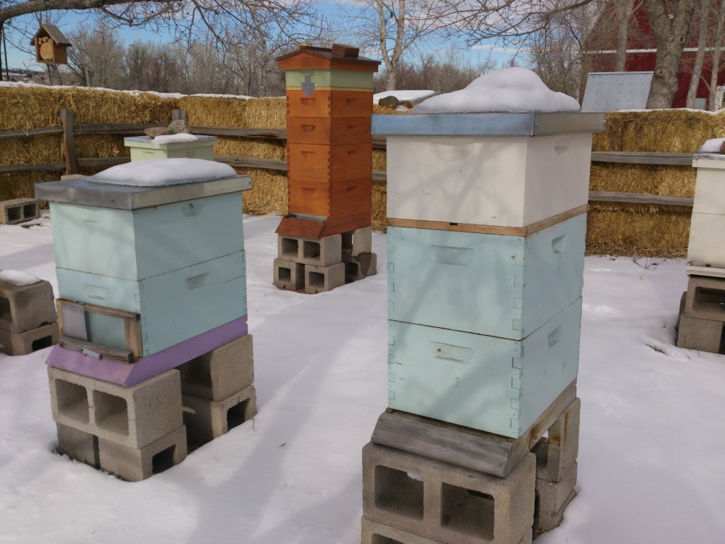 Snow on the ground at the Honey Bee Apiary.