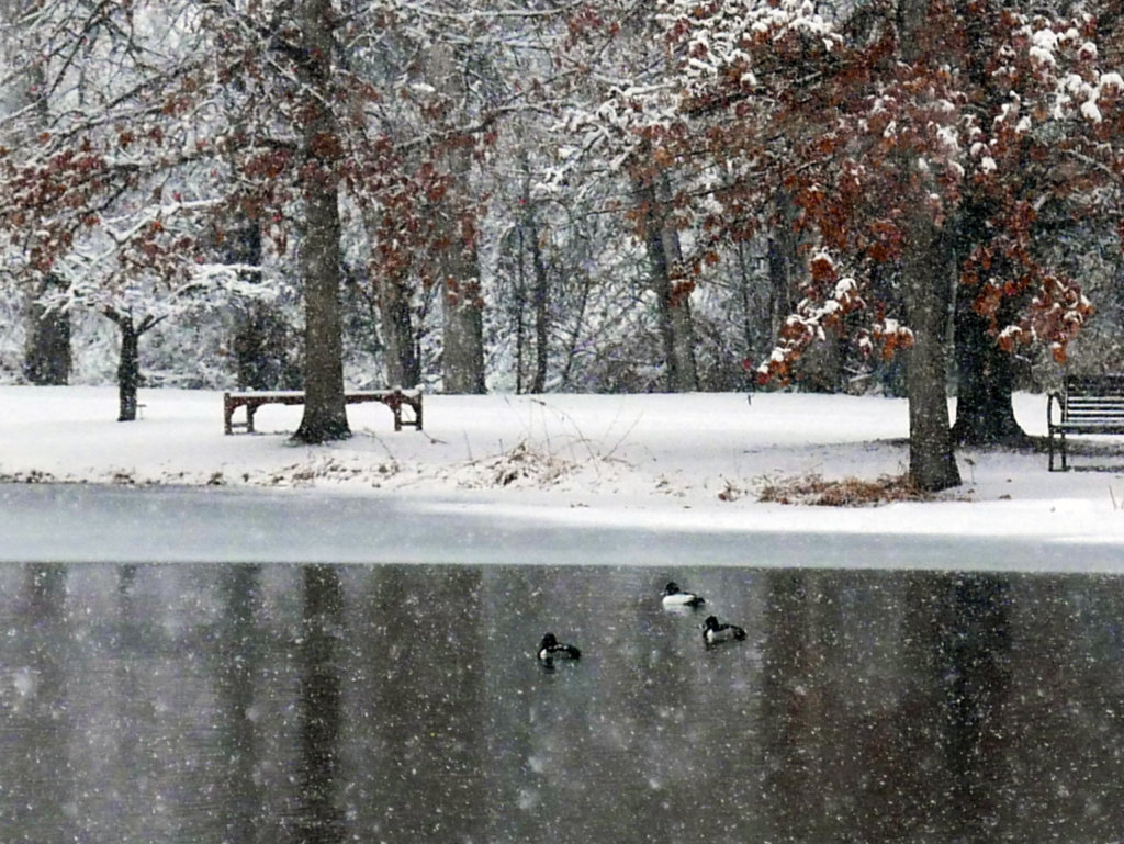 Birds swimming in a lake while snow is falling.