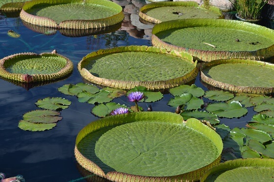 Victoria water lilies floating serenely on a pond