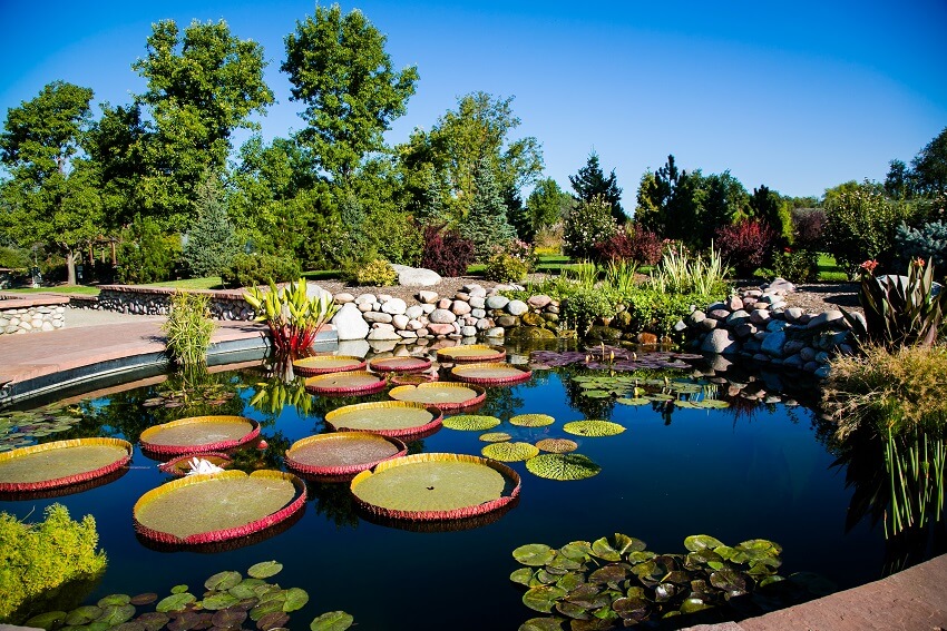 A blue pond filled with green Victoria Water Lilies