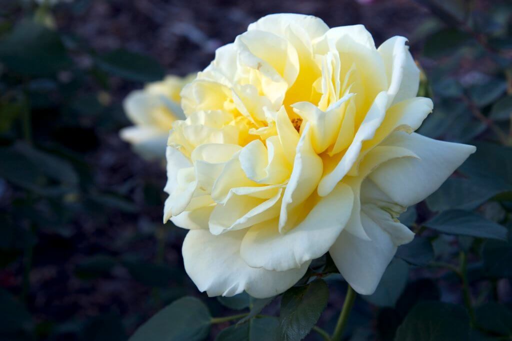 Big, yellow rose