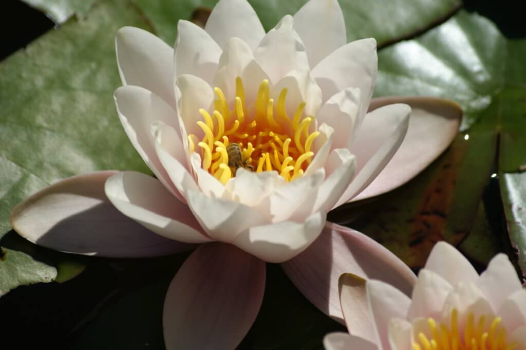 White water lily with Bee