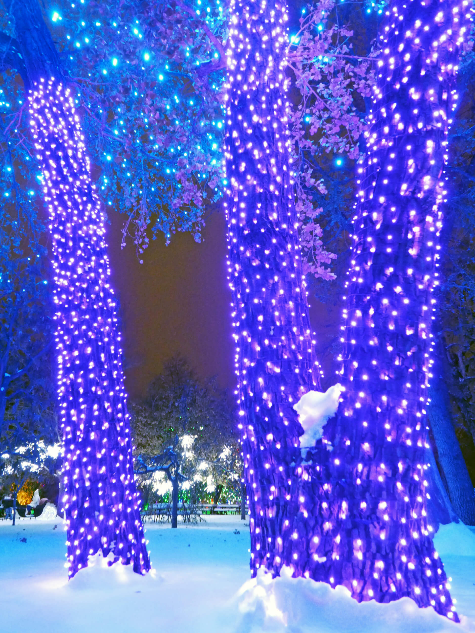 A towering tree decorated with purple and teal holiday lights at Hudson Gardens near Denver, Colorado