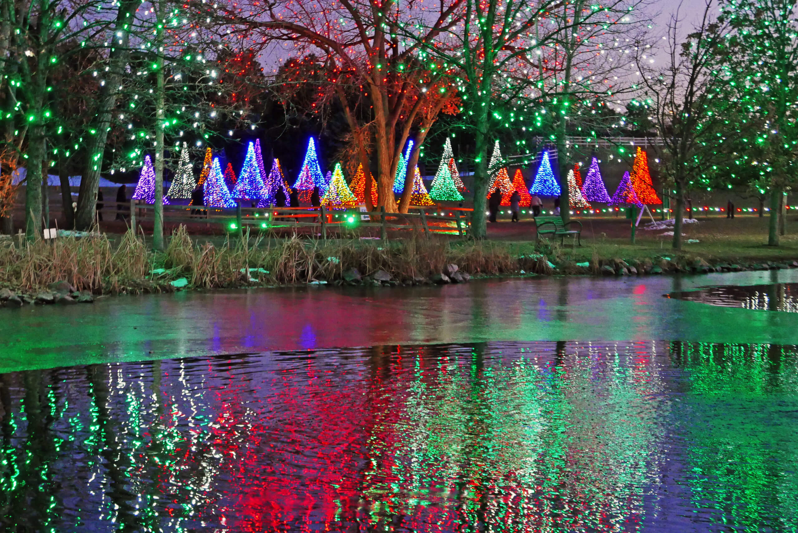 Christmas trees and holiday lights reflecting off a frosted pond at Hudson Gardens near Denver, Colorado
