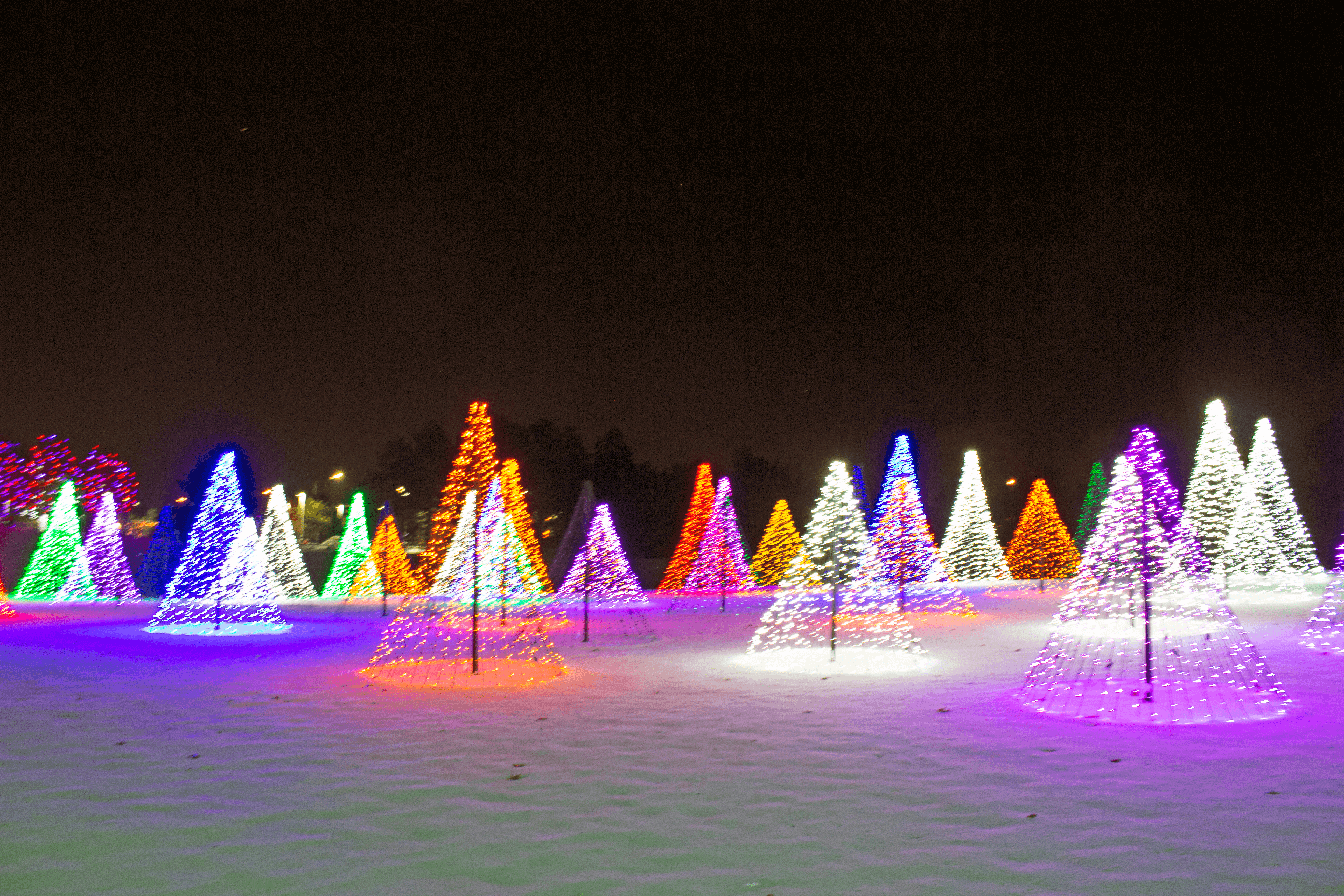 Christmas trees aglow on a snowy hill at A Hudson Christmas