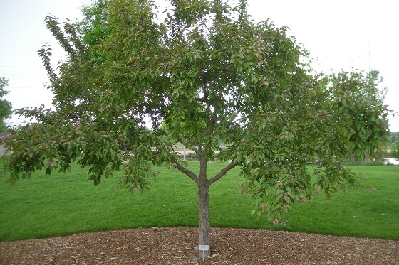 A tree with a commemorative plaque.