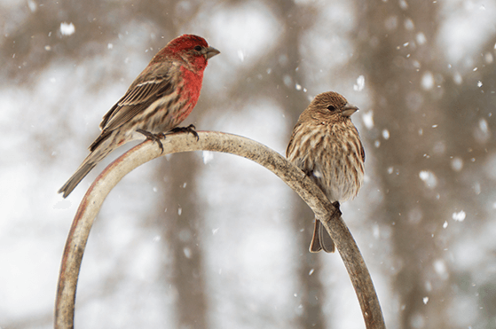 Two small birds perched outside while snow falls lightly