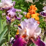 Multicolor Iris