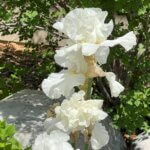 White Iris