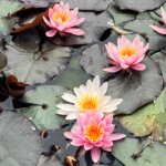 Waterlilies