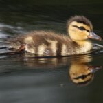 Duckling Swimming