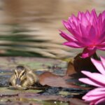 Duckling and Pink Lily
