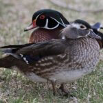 Male and Female Wood Duck