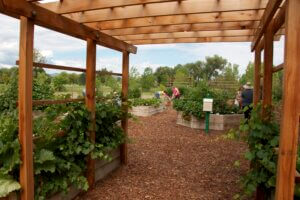 Vegetable garden at Hudson Gardens