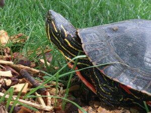 Painted Turtle