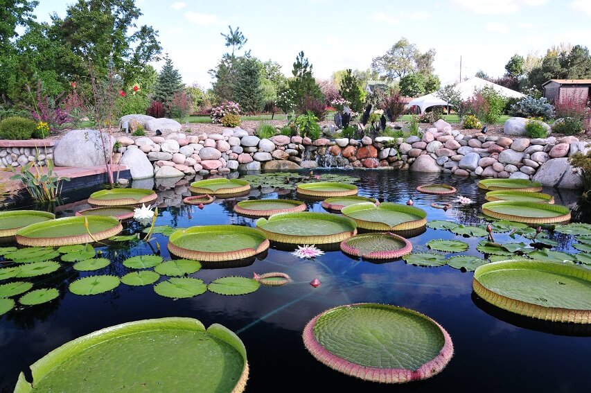 Lily pads