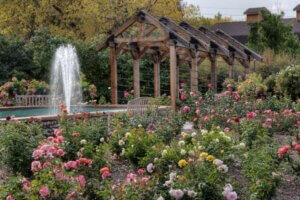 Rose garden