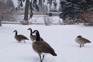 4 Geese on snow