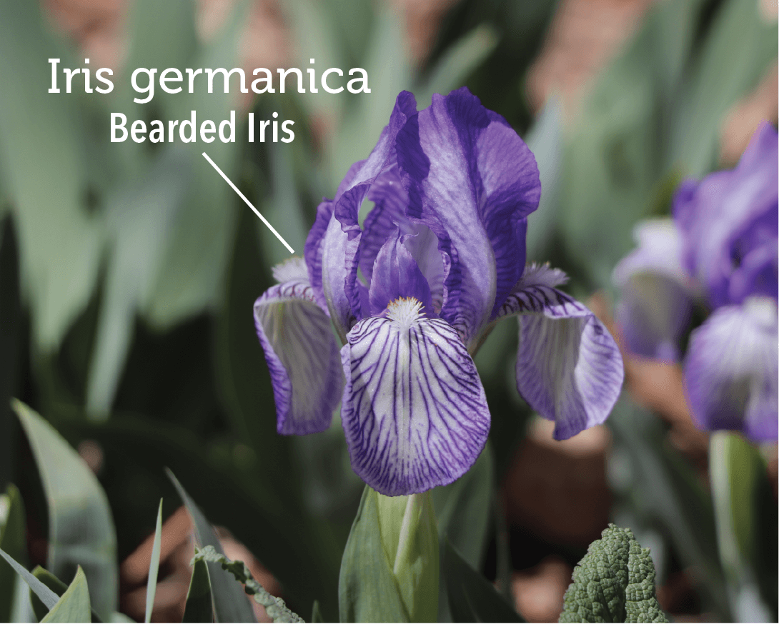 4 Bearded Iris