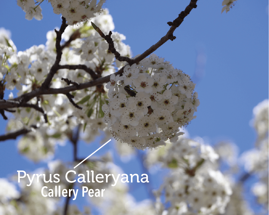 4 Callery Pear