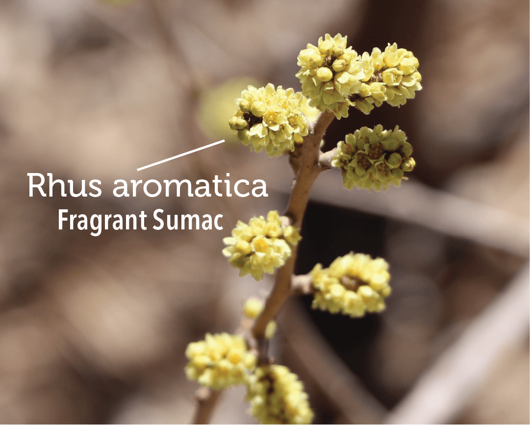 4 Fragrant Sumac