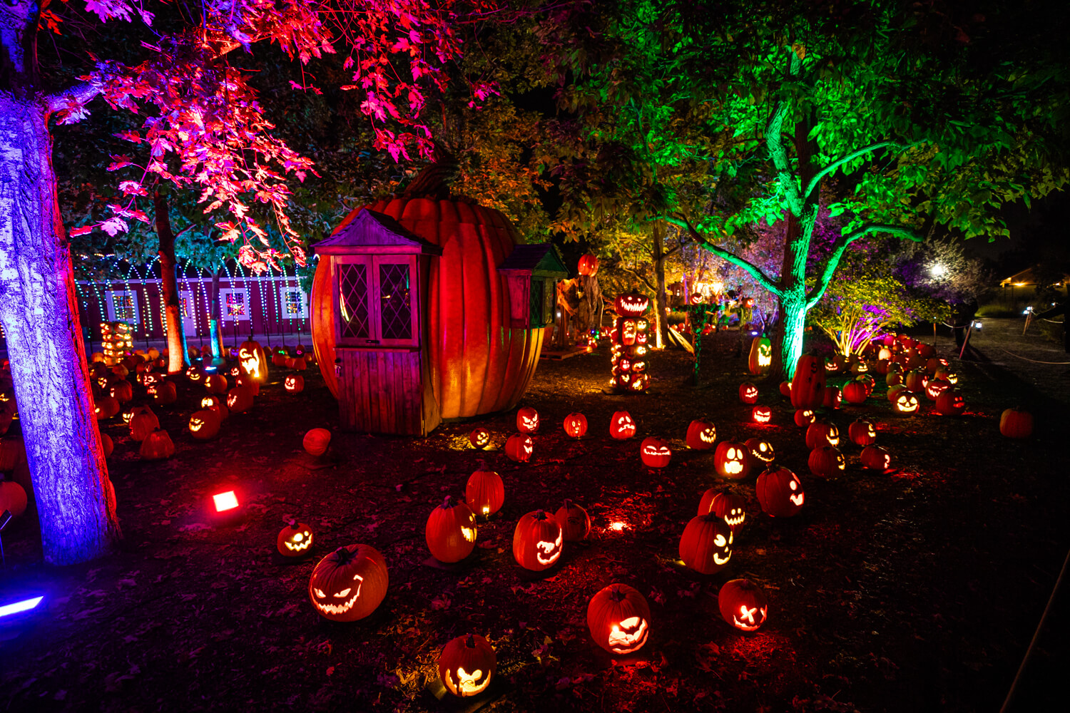 pumpkins at hudson gardens