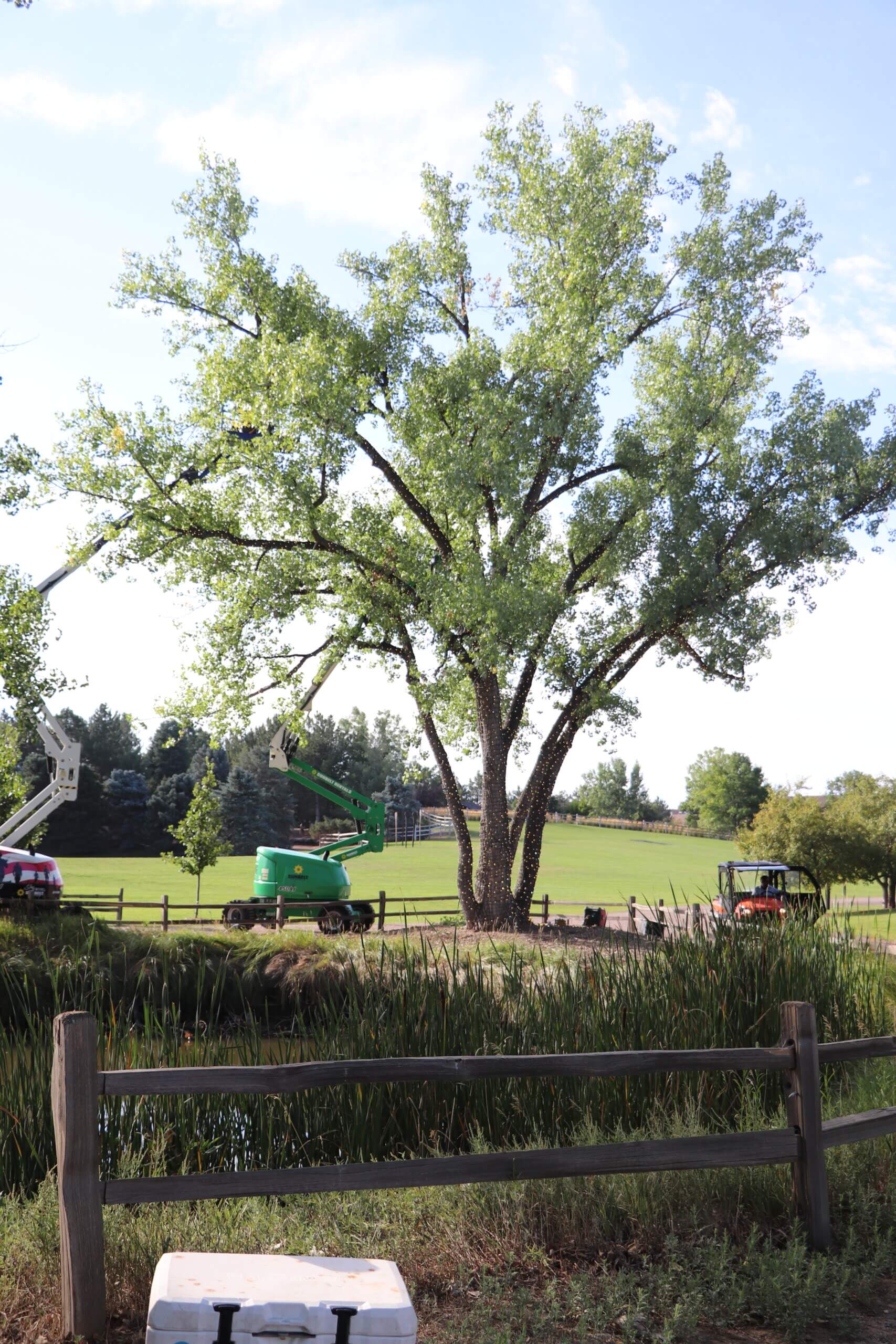 Lifts near large tree at Hudson Gardens. Setting up holiday lights.