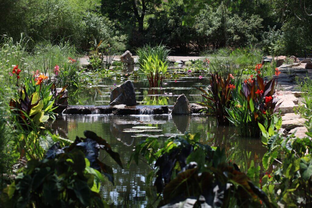 Various colorful aquatic plants throughout a shallow pond