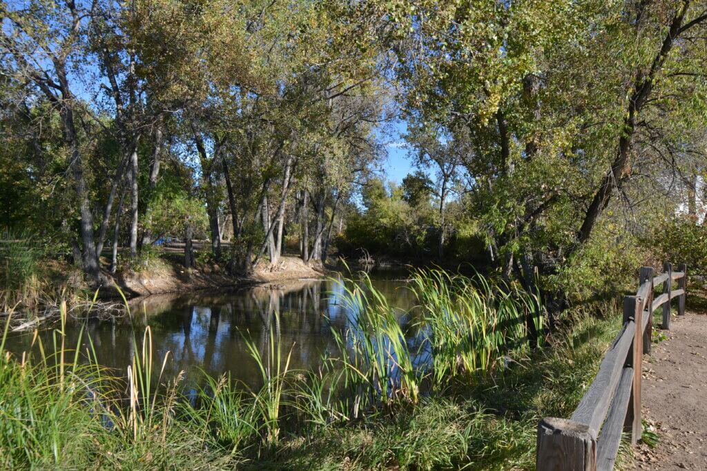 Pond surrounded by green trees and brush